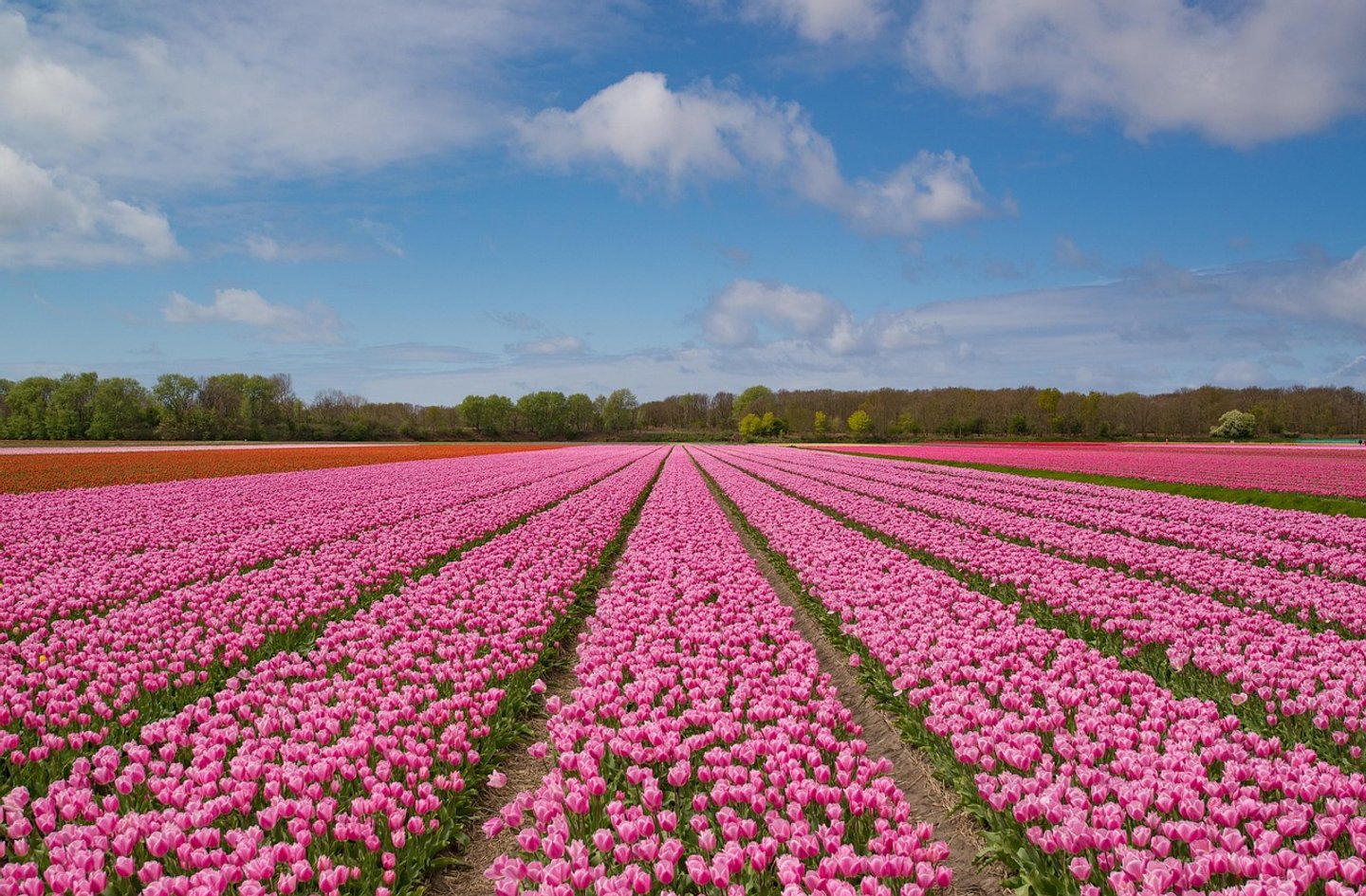 Expanding in or via the Netherlands